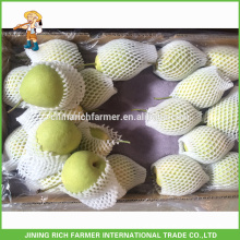 High Quality Fresh Shandong Pear